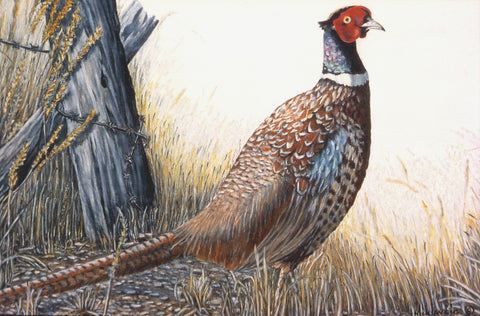 "Ringneck Pheasant" ORIGINAL