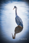 Reflecting Blue Heron