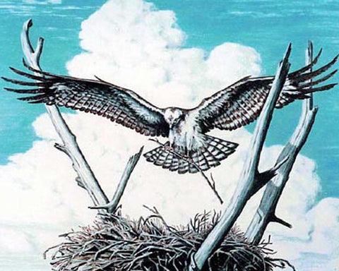 Nest Builder- Osprey PRINTS