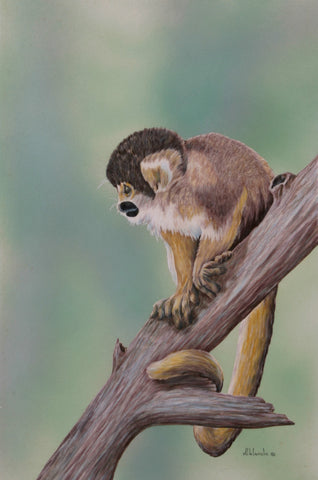 Squirrel Monkey, ORIGINAL