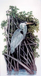 Mangroves Edge- Blue Heron ORIGINAL