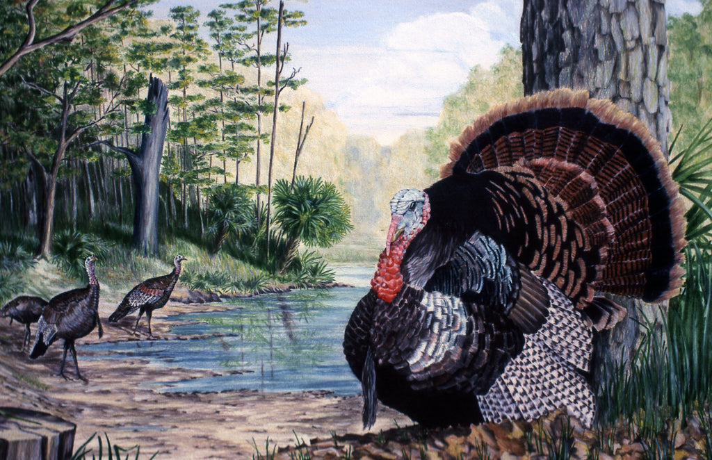 wild turkey wallpaper
