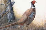 Ringneck Pheasant PRINTS