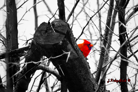 Black and White Background Cardinal