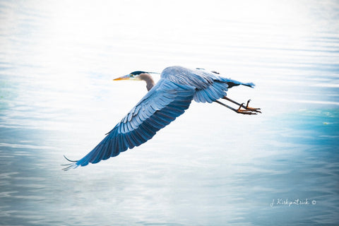 Blue Heron Takes Flight
