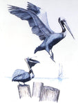 Grace & Charm- Brown Pelicans PRINTS