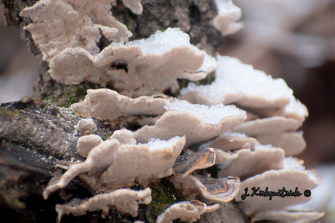Snowy Fungi