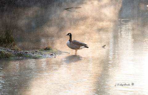 Canadian Goose with Fog