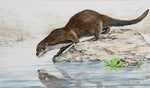 Illusionary Playmate - River Otter PRINTS